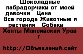 Шоколадные лабрадорчики от моей девочки › Цена ­ 25 000 - Все города Животные и растения » Собаки   . Ханты-Мансийский,Урай г.